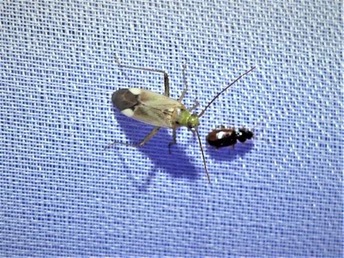 Adelphocoris lineolatus